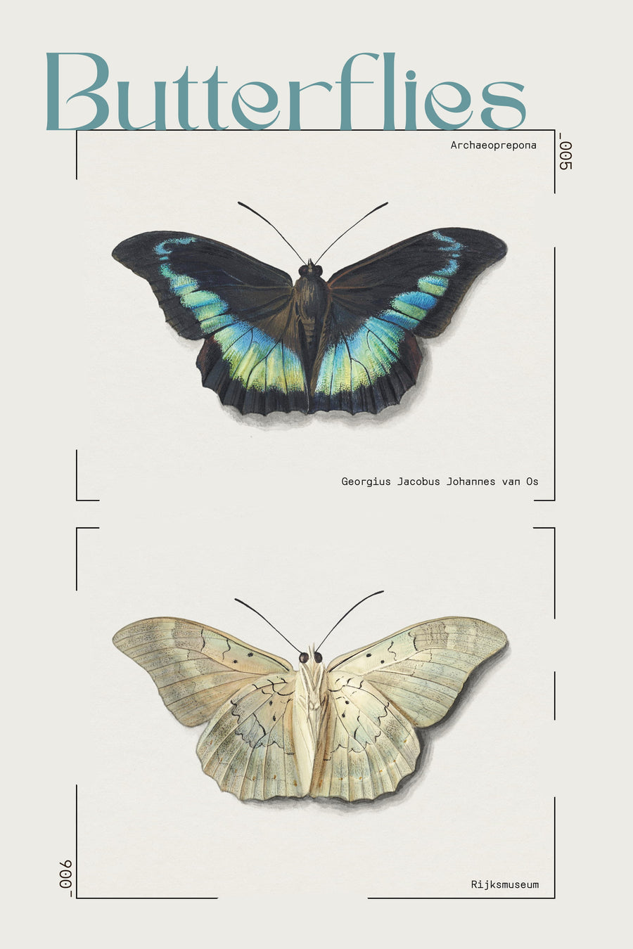 Two Butterflies, after van Os