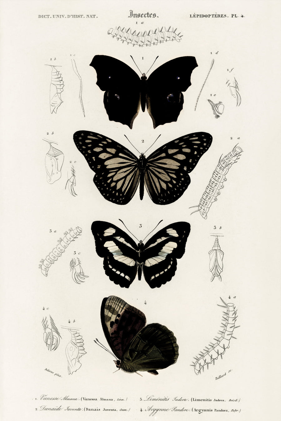 The Dictionary of Butterflies