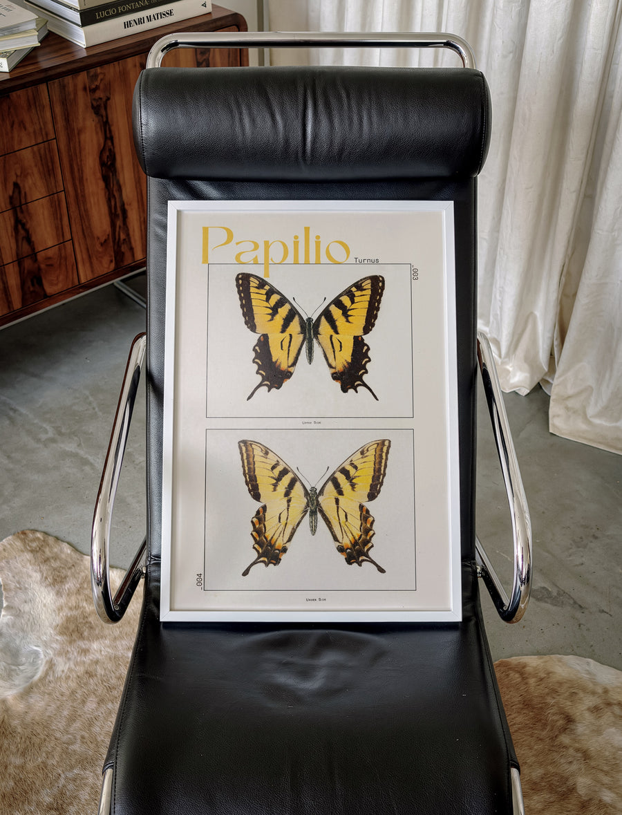BUTTERFLIES_002