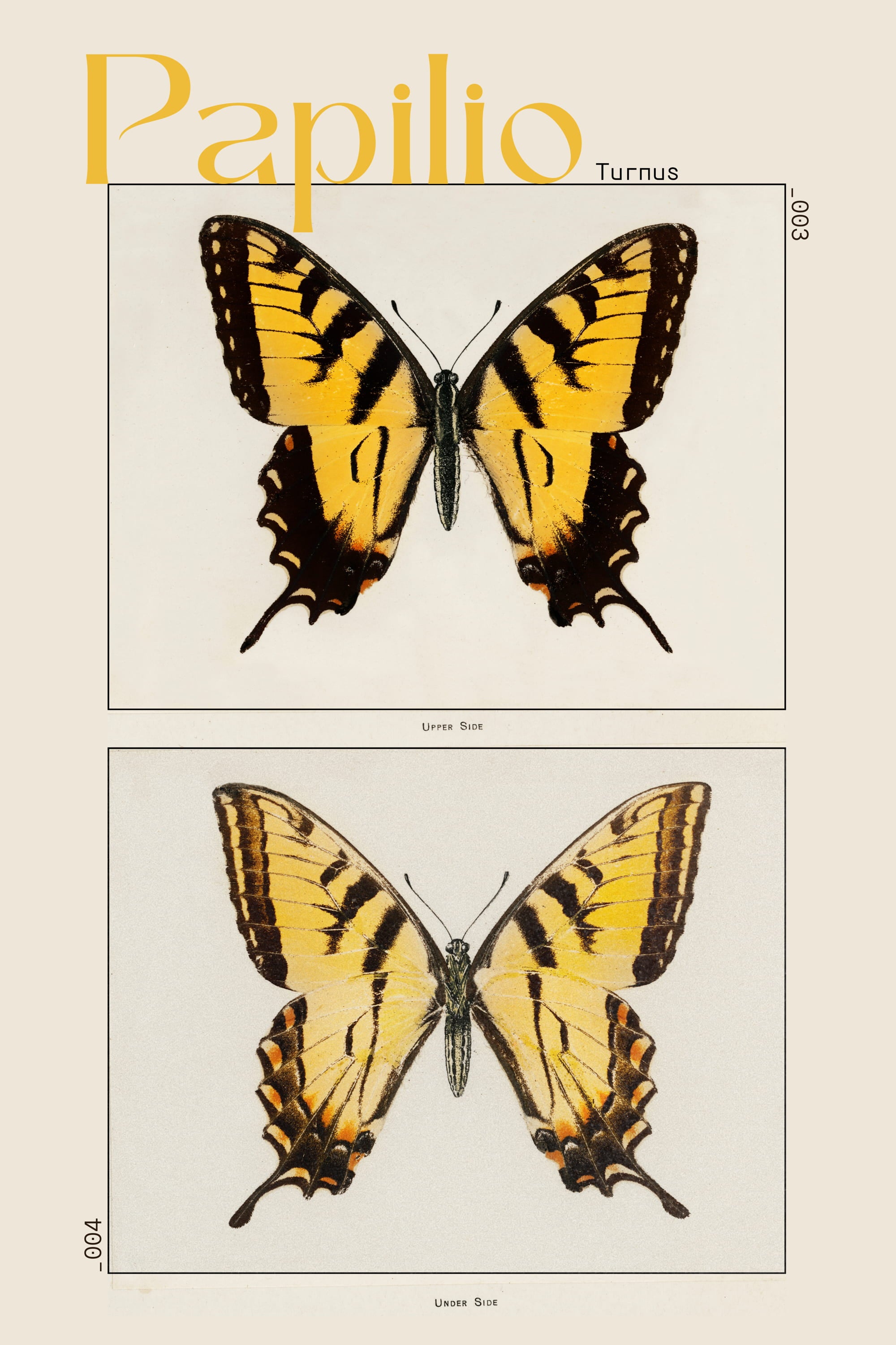 Butterflies | Vintage Butterfly Art Prints – The Collection