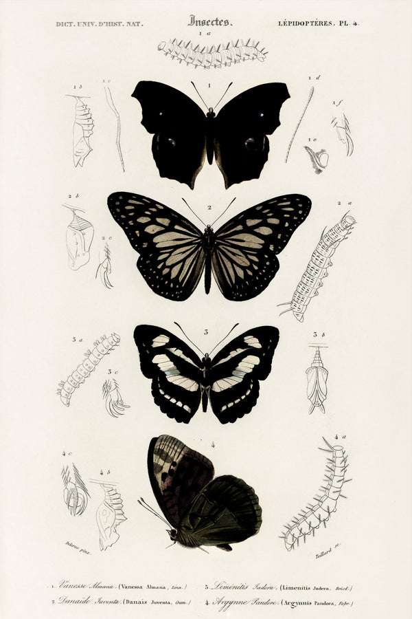 The Dictionary of Butterflies