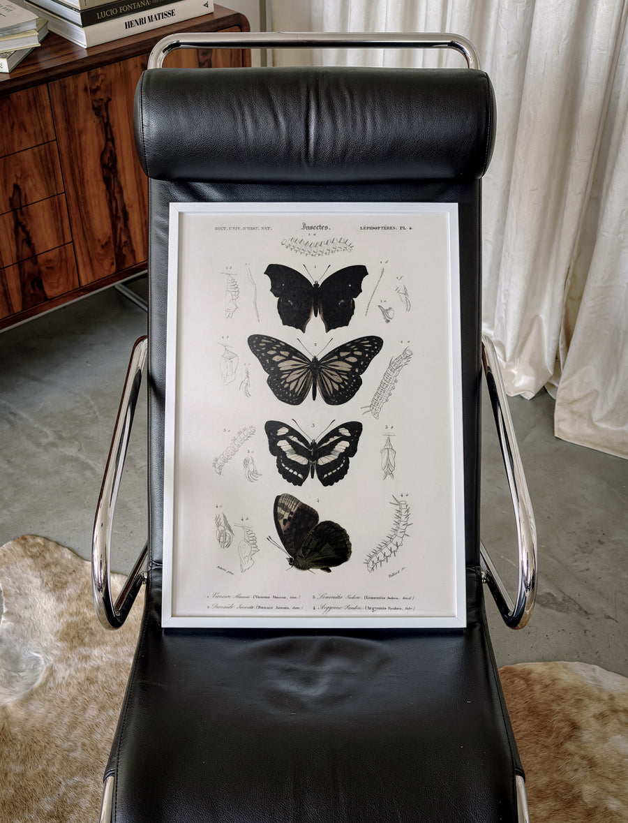 BUTTERFLIES_004