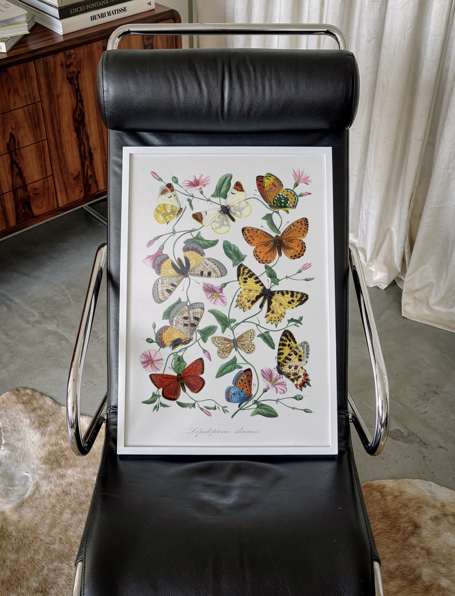 BUTTERFLIES_005